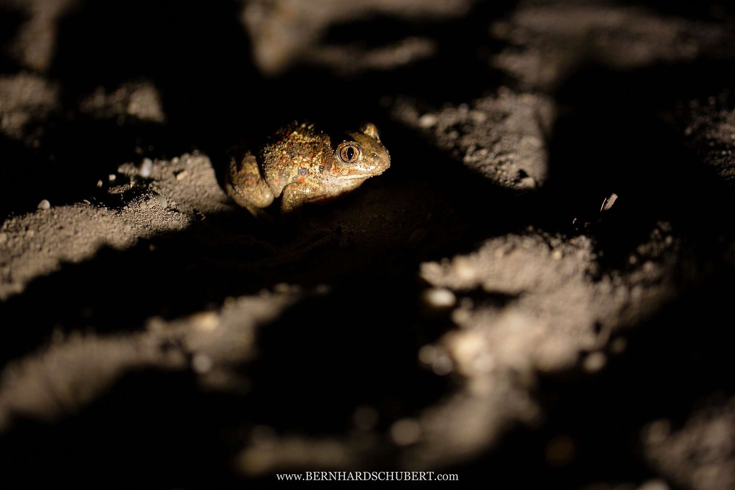 Pelobates fuscus - Common Spadefoot