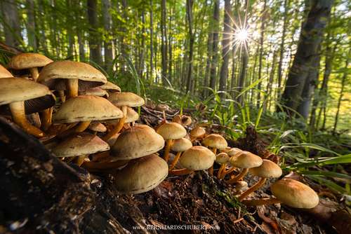 Hypholoma fasciculare - Sulphur tuft