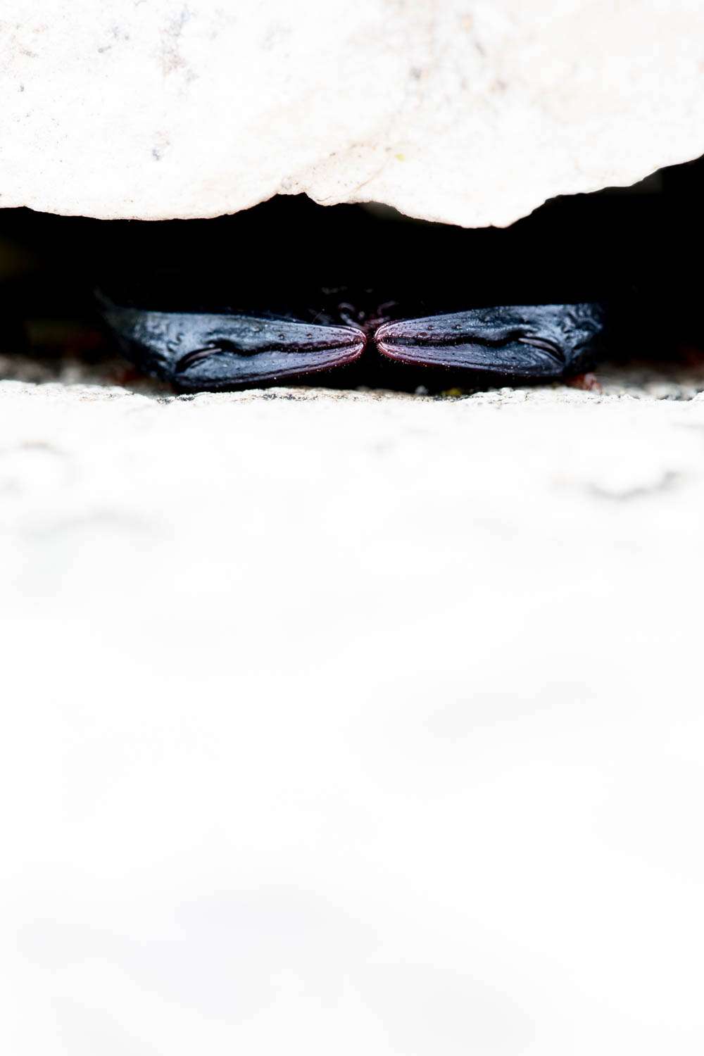 Skorpion bei Tag Makrofoto Reise