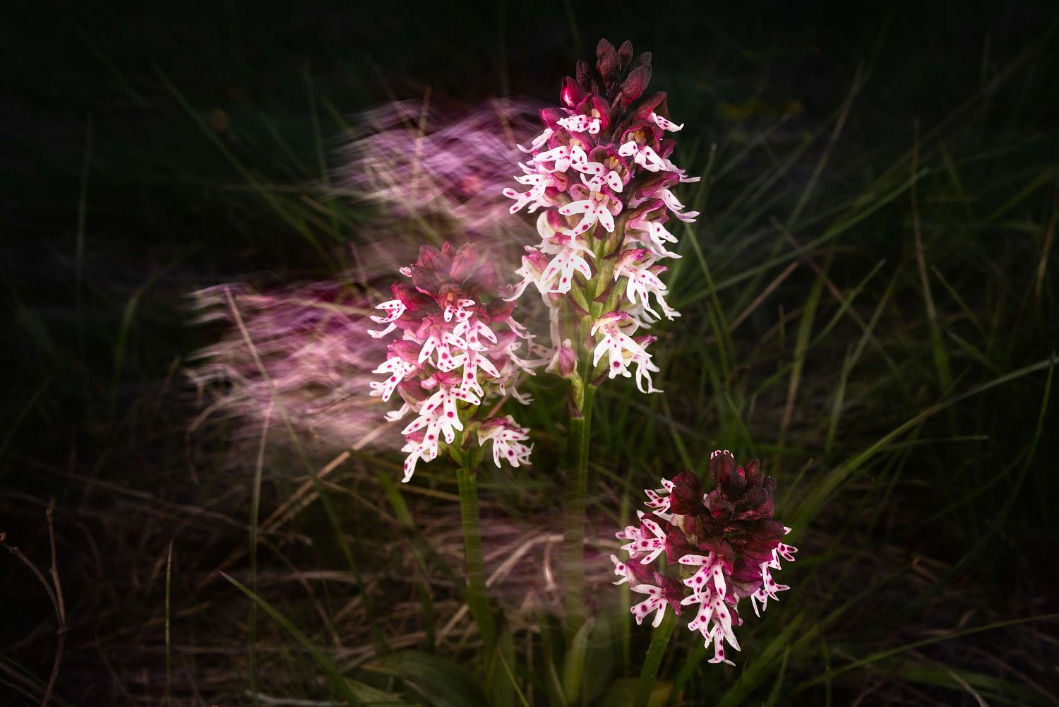 Neotinea ustulata - Burnt orchid