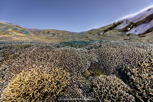 Acropora sp. - Staghorn coral