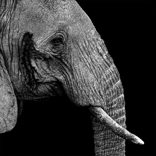 Tête d'un éléphant en Tanzanie sur fond noir