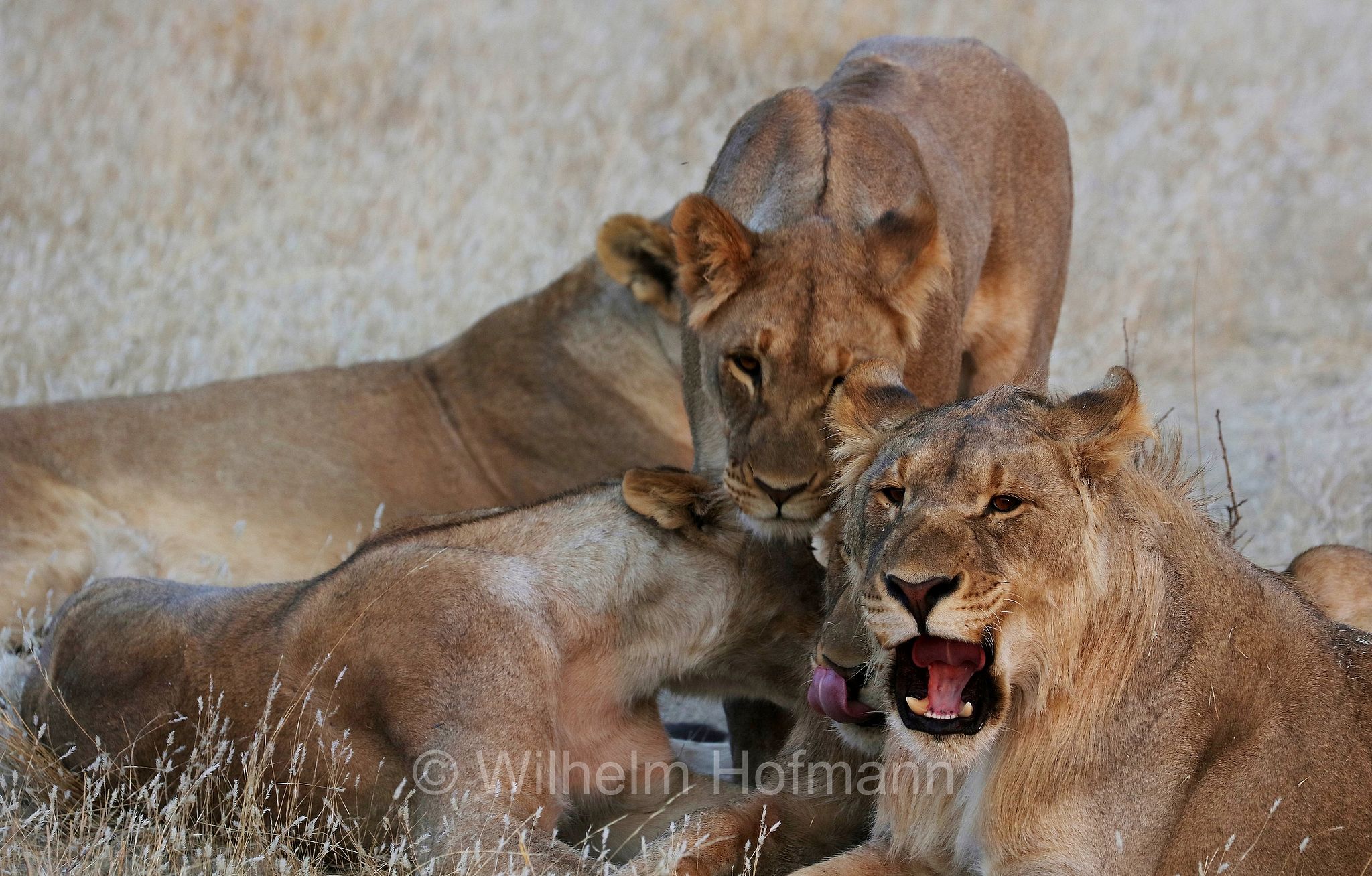Lion, Löwe, leone, panthera leo melanochaita, Etosha-Nationalpark, Etosha National Park, parco nazionale d'Etosha, Namibia
