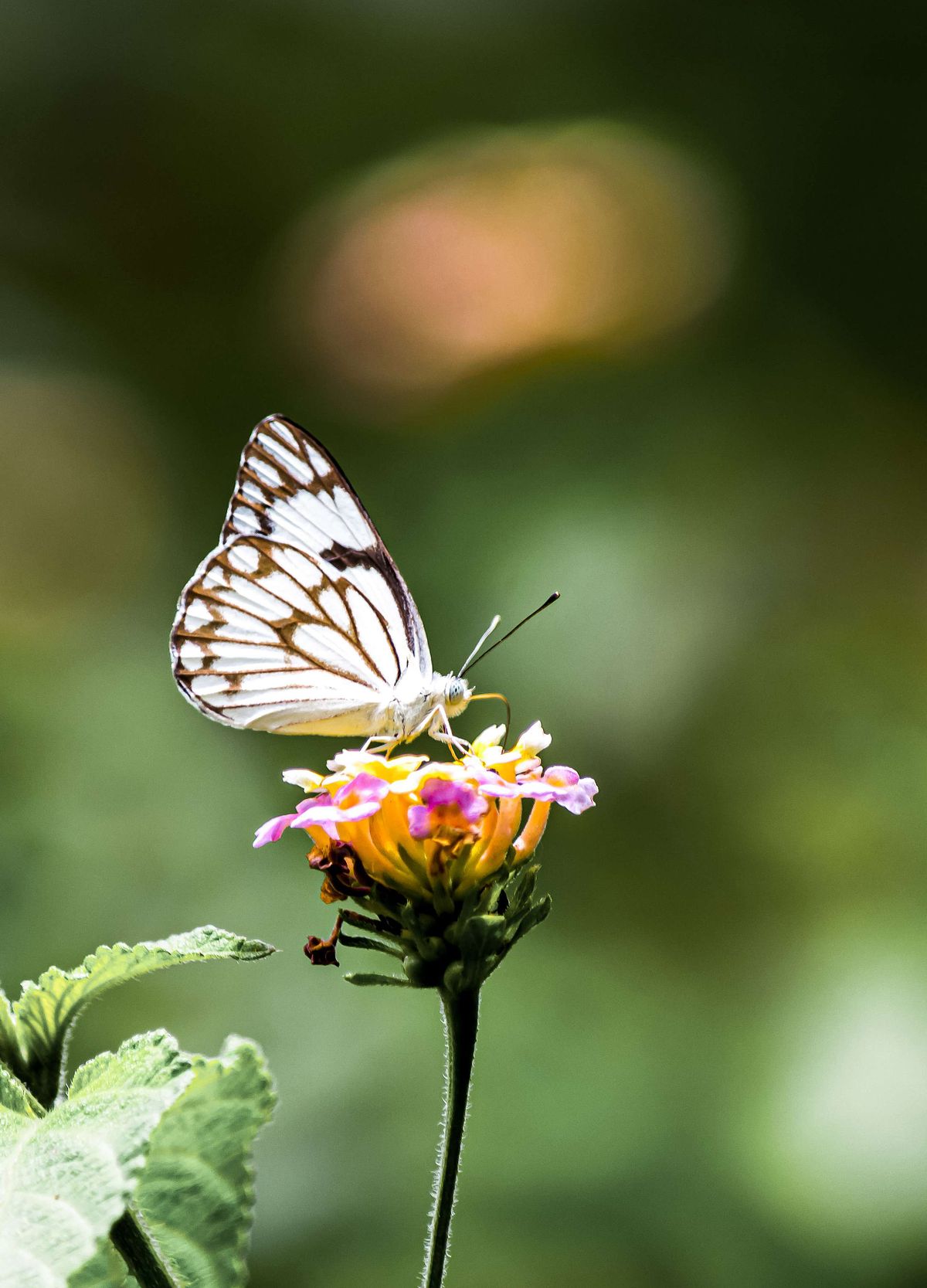 Bird, bird photography, forest jungle, macro,