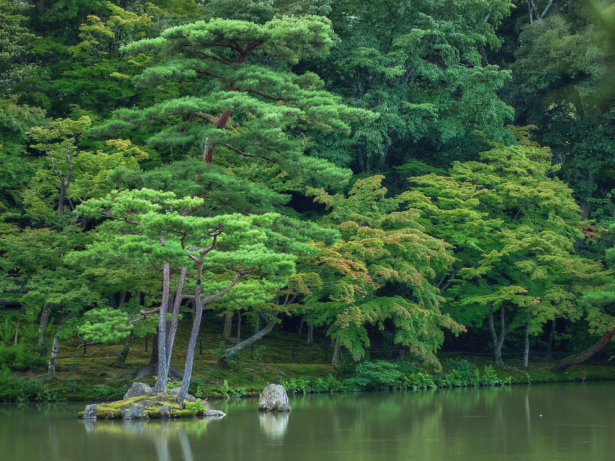Iconic Serene Pond at Buddhist Temple - Kyoto, Japan