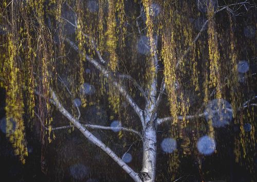 Betula pendula – Hänge-Birke