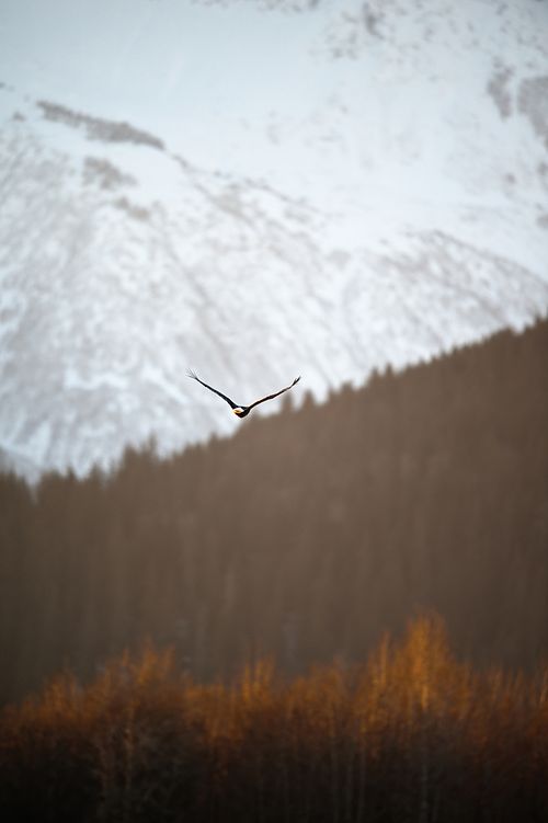 Best place for bald eagle photography workshop & guide tour in the US.  Located in the Midwest (Iowa & Illinois) and Alaska, United States.