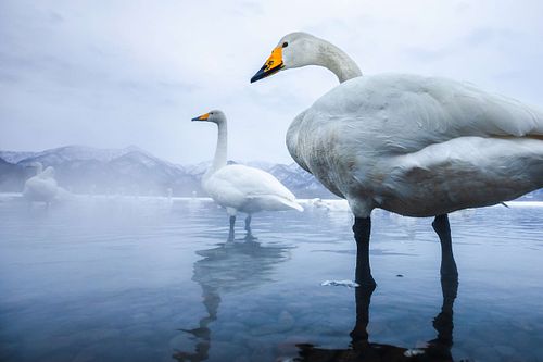 Cygnus cygnus - Whooper swan