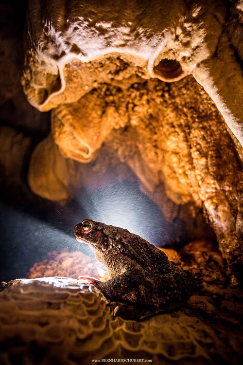 Phrynoidis asper - Asian giant toad