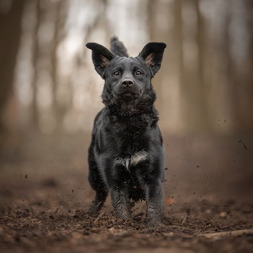 Een fotoshoot met jouw hond