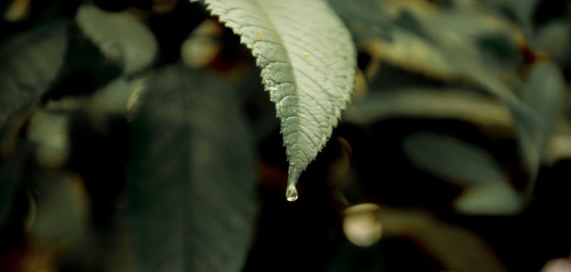 Nature Photography in Rain