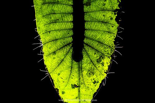 Dophla evelina - Redspot duke