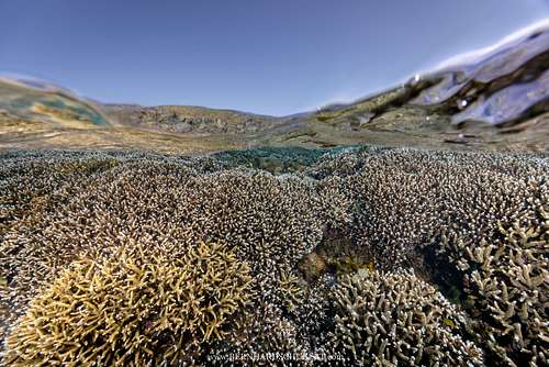 Acropora sp. - Staghorn coral