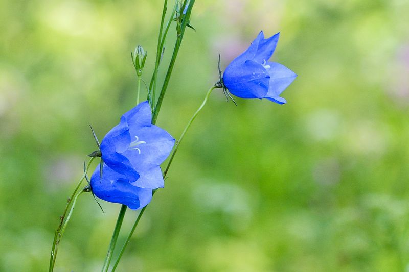 LOODUSFOTOD - 2025.a