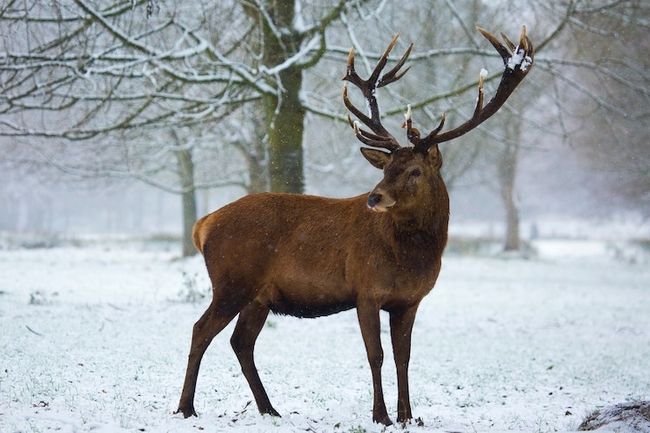 professionele natuurfotografie