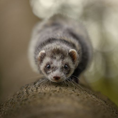 Minishoot t.w.v. &euro;70