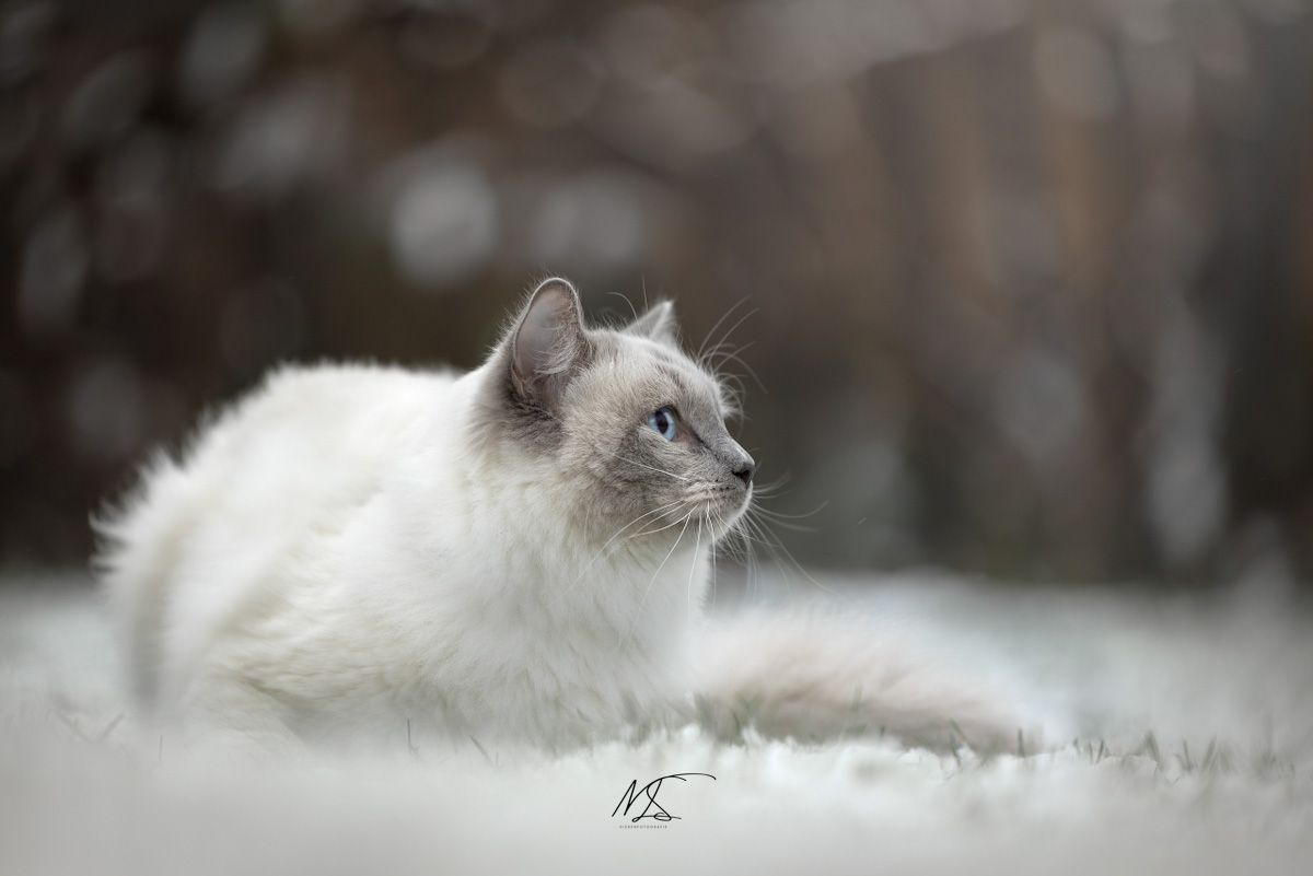 Ragdoll liggend in de sneeuw kijkend naar rechts