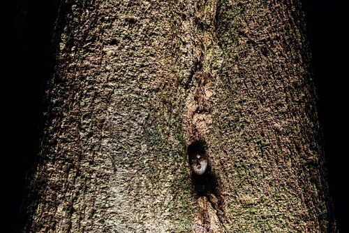 Kaloula baleata – Mullers Engmaulfrosch in einer Baumhöhle