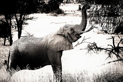 Eléphant en Tanzanie