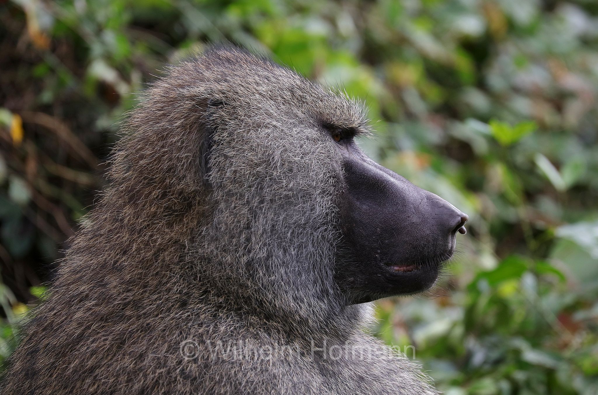 papio anubis, olive baboon, Anubis baboon, Anubispavian, Grüne Pavian, anubi, babbuino verde﻿, Tansania, Tanzania, Arusha National Park, Arusha-Nationalpark, parco nazionale di Arusha
