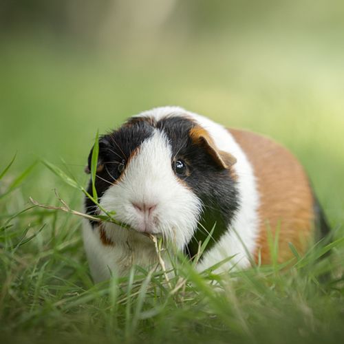 Alle dieren zijn welkom!