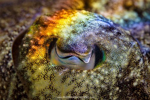 Sepia officinalis - Common cuttlefish