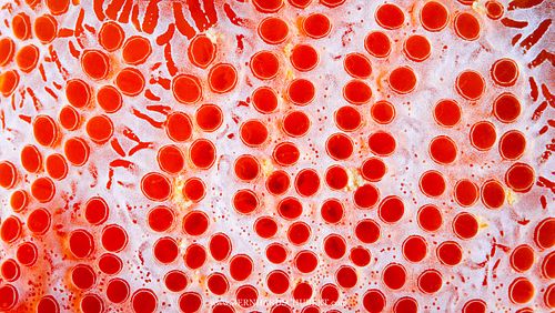 Aplidium elegans - See-Erdbeere