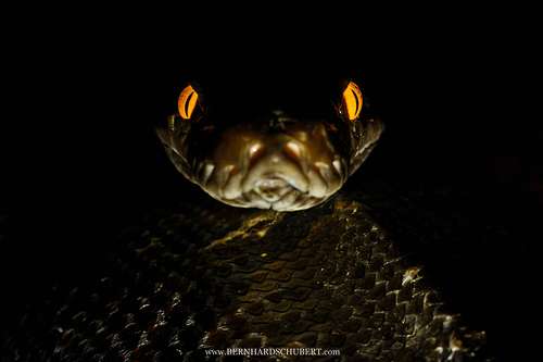 Eyes of the night