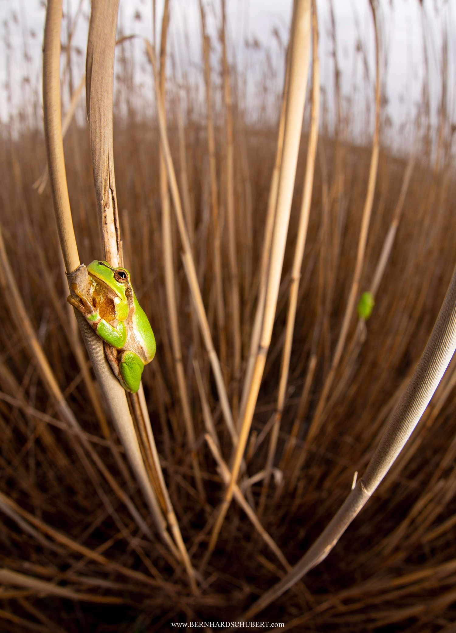 Hyla arborea - European tree frog