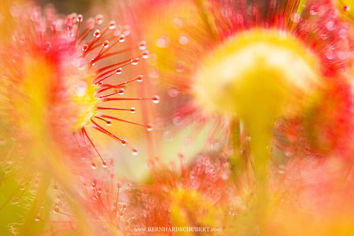 Drosera rotundifolia -  Round-leaved sundew
