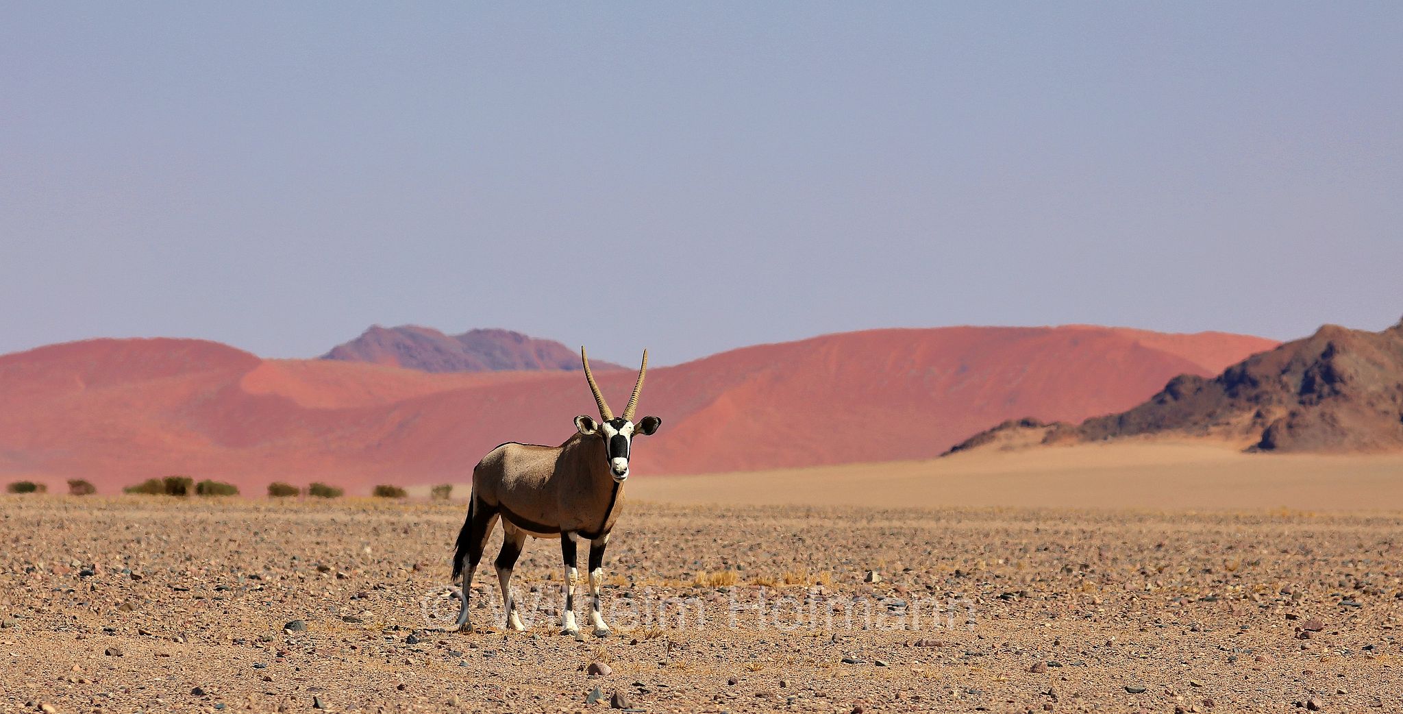 Oryx gazella, Gemsbok, South African oryx, Spießbock, Südafrikanischer Spießbock, Gemsbock, Gämsbock, orice gazella, Namib, Namib Desert, Deserto del Namib, Namibia