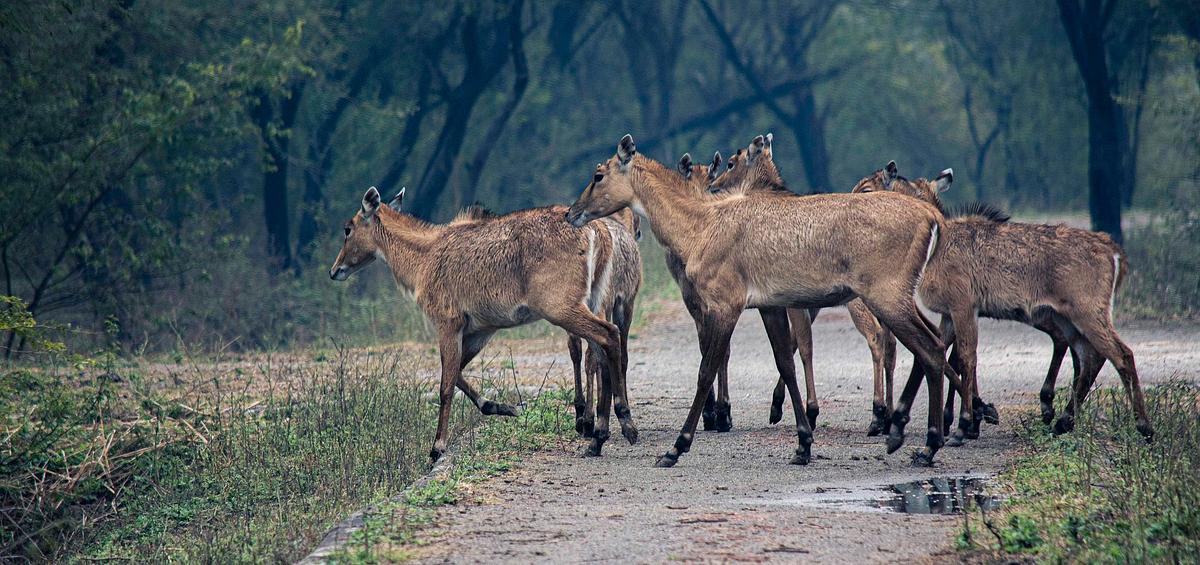 animal, jungle, forest, mammal, spicies