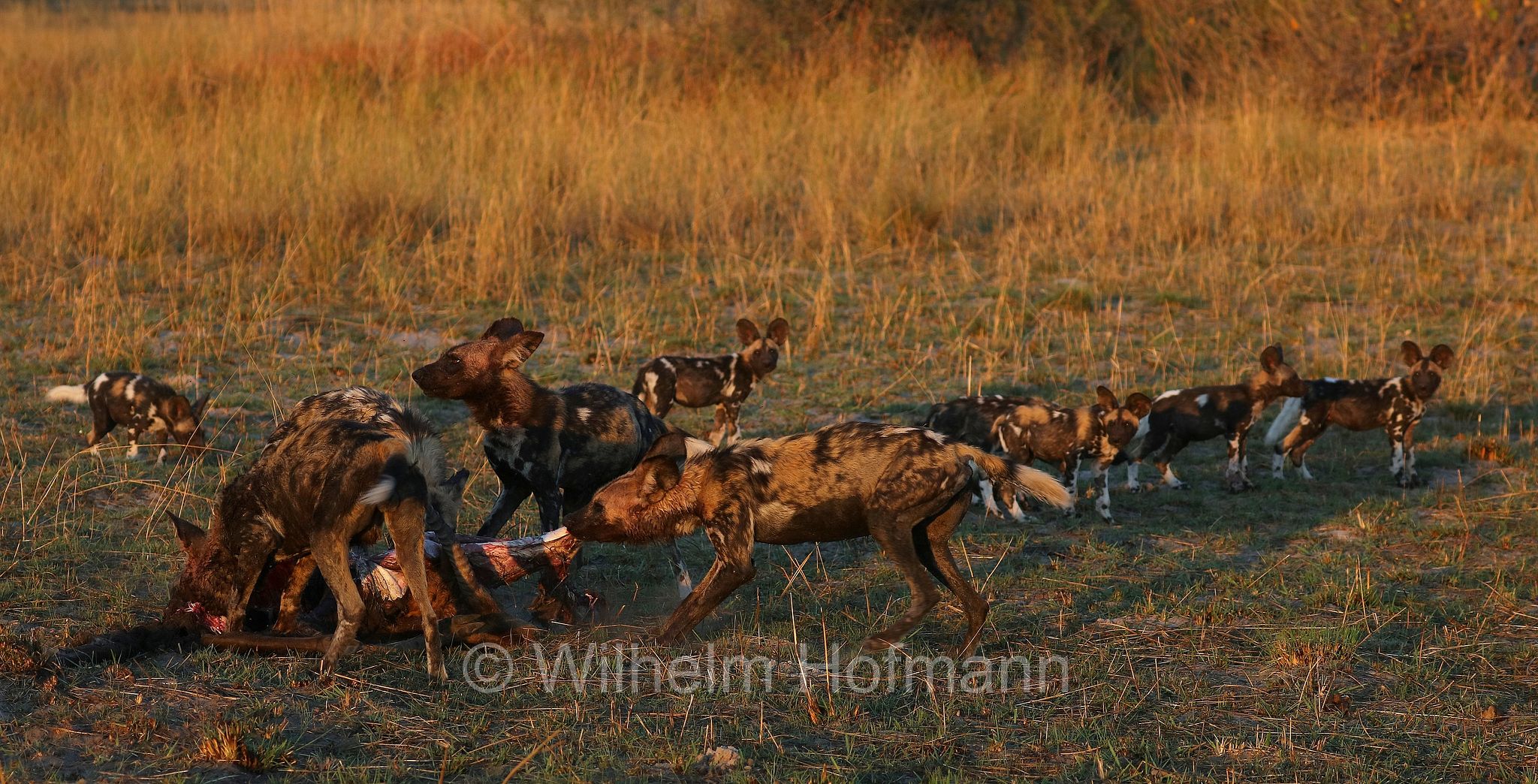 African wild dog, painted dog, Cape hunting dog, Afrikanischer Wildhund, licaone, cane selvatico africano, Lycaon pictus, Moremi Game Reserve, Moremi-Wildreservat, Okavango Delta, Okavango Grassland, Botswana, Republik Botsuana