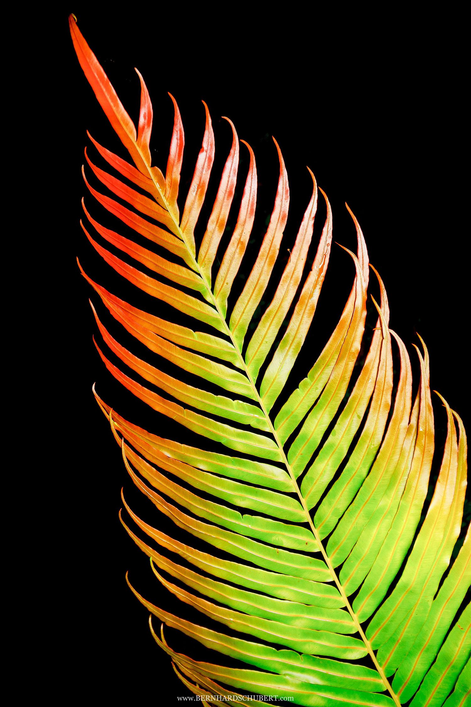 Blechnum orientale - Hard fern
