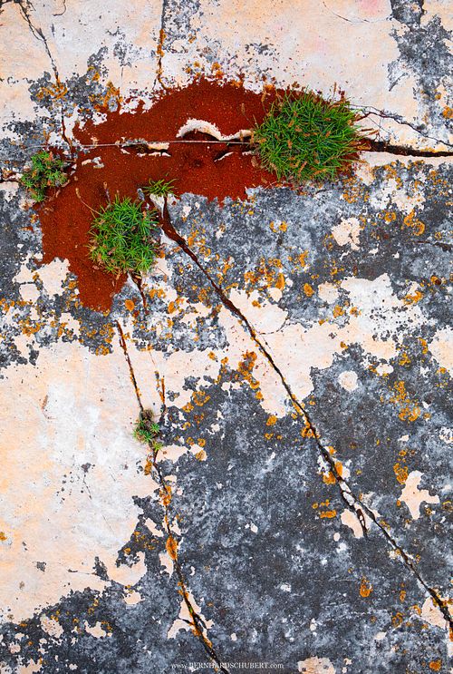 Ant nest on rocky coast