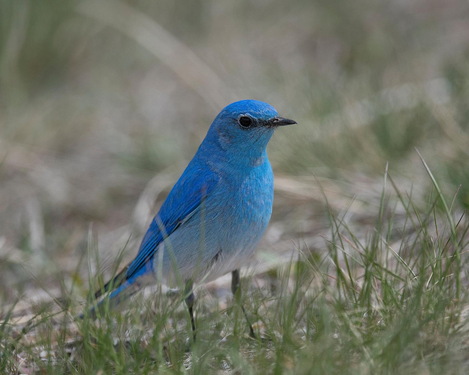 Mountain bluebird displaying its vivid blue feathers in striking natural light