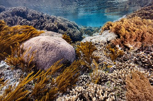 Coral Reef Diversity