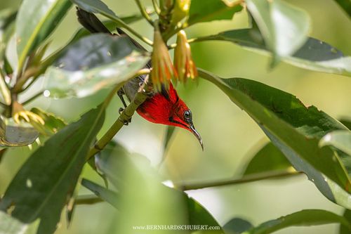 Aethopyga siparaja - Crimson sunbird