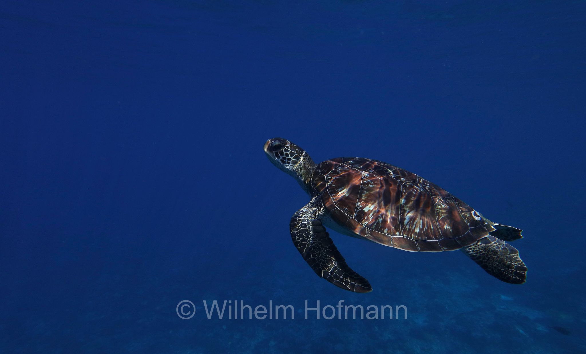 green sea turtle, green turtle, black sea turtle, Pacific green turtle, Grüne Meeresschildkröte, tartaruga verde, Chelonia mydas, Komodo Islands, Komodo, Lesser Sunda Islands, Kleine Sundainseln, Piccole Isole della Sonda, Nusa Tenggara Islands, Kepulauan Nusa Tenggara, Indonesia, Indonesien﻿, Mawan