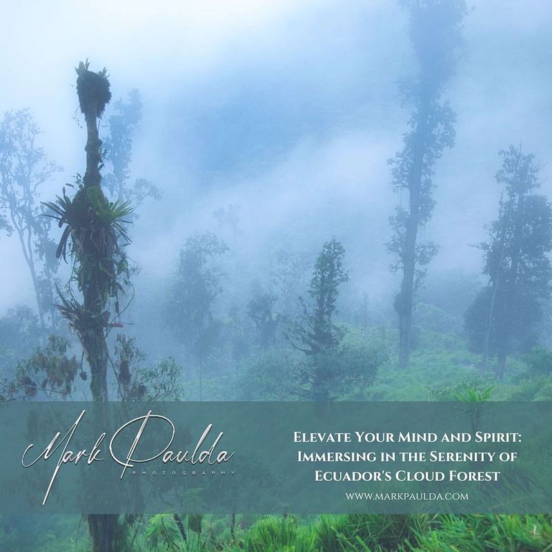 Elevate Your Mind and Spirit: Immersing in the Serenity of Ecuador's Cloud Forest