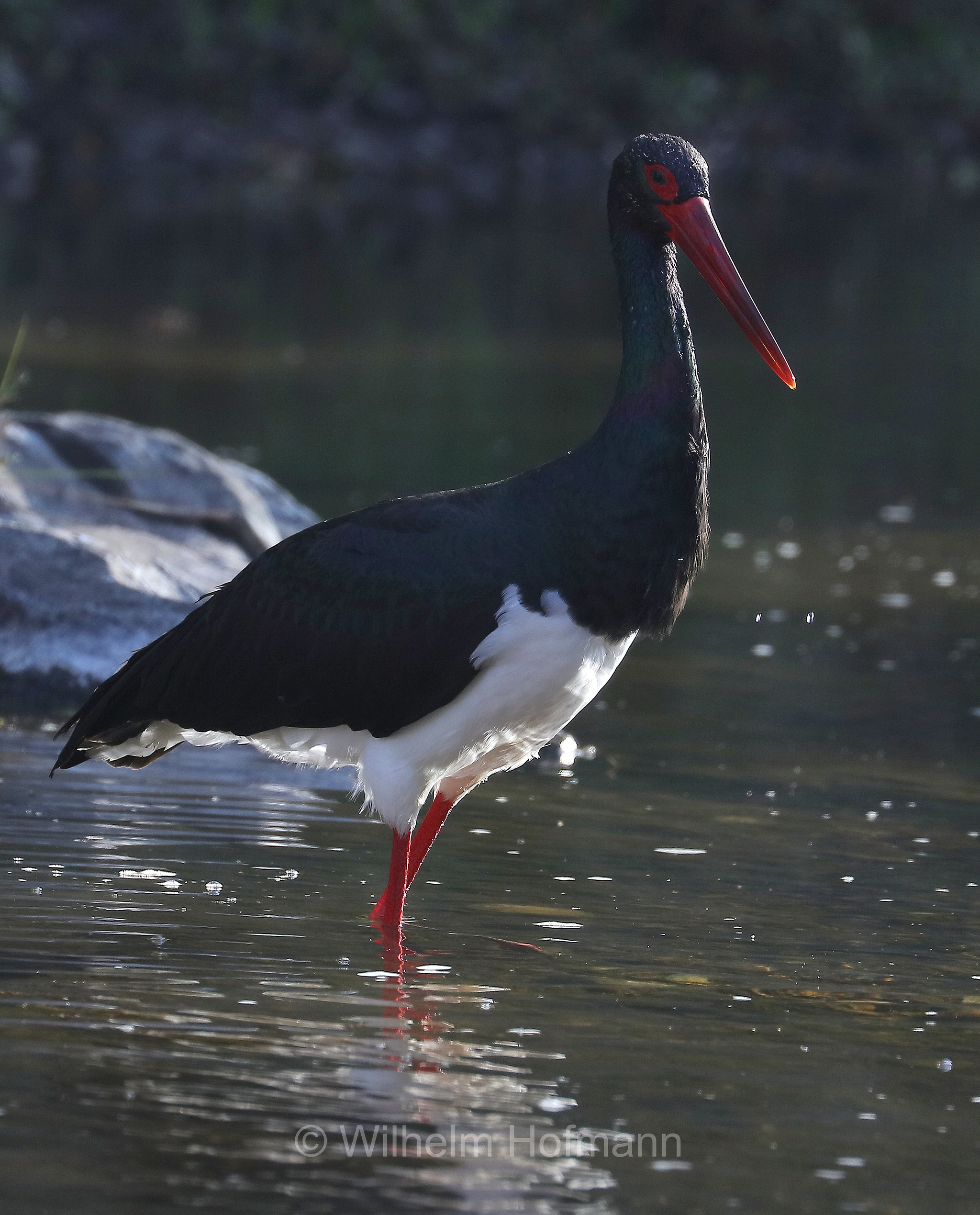 black stork, Schwarzstorch, cicogna nera, Ciconia nigra, Kanha National Park, Kanha-Nationalpark, parco nazionale di Kanha, Madhya Pradesh, India, Indien
