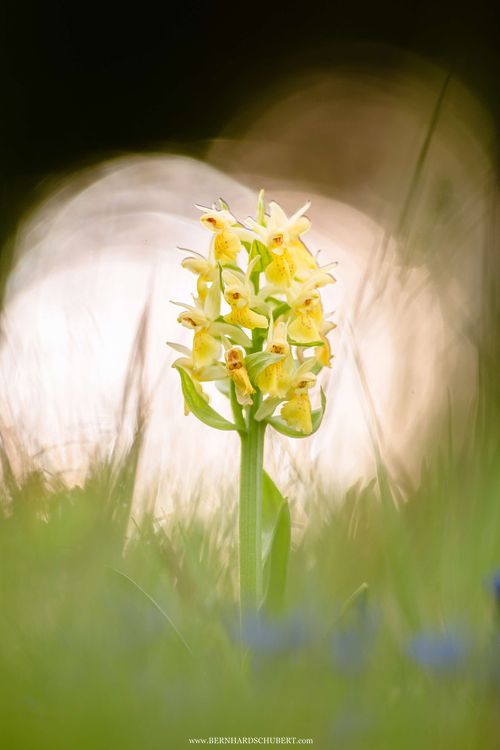 Dactylorhiza sambucina - Elder-flowered orchid