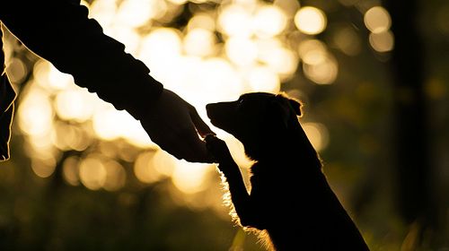 Precisa de educar o seu c&atilde;o? Resolver problemas de comportamento?