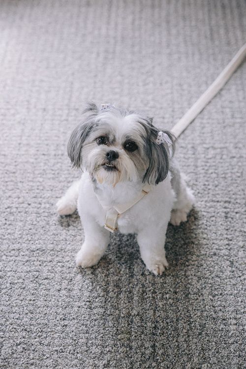 Same Sex Wedding - Brides Getting Ready