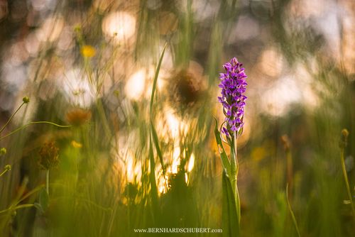 Dactylorhiza majalis - Breitblättriges Knabenkraut