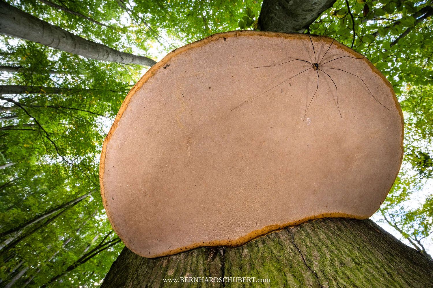 Fomes fomentarius - Zunderschwamm und Weberknecht