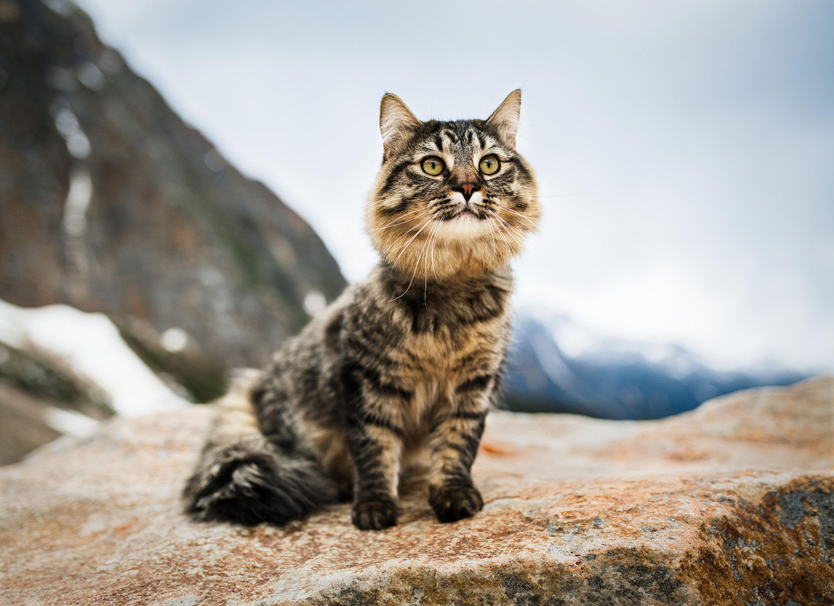 a grey and black stripped cat sits on a rock with the mountains of Jasper in the background. this cat knows how to hike.