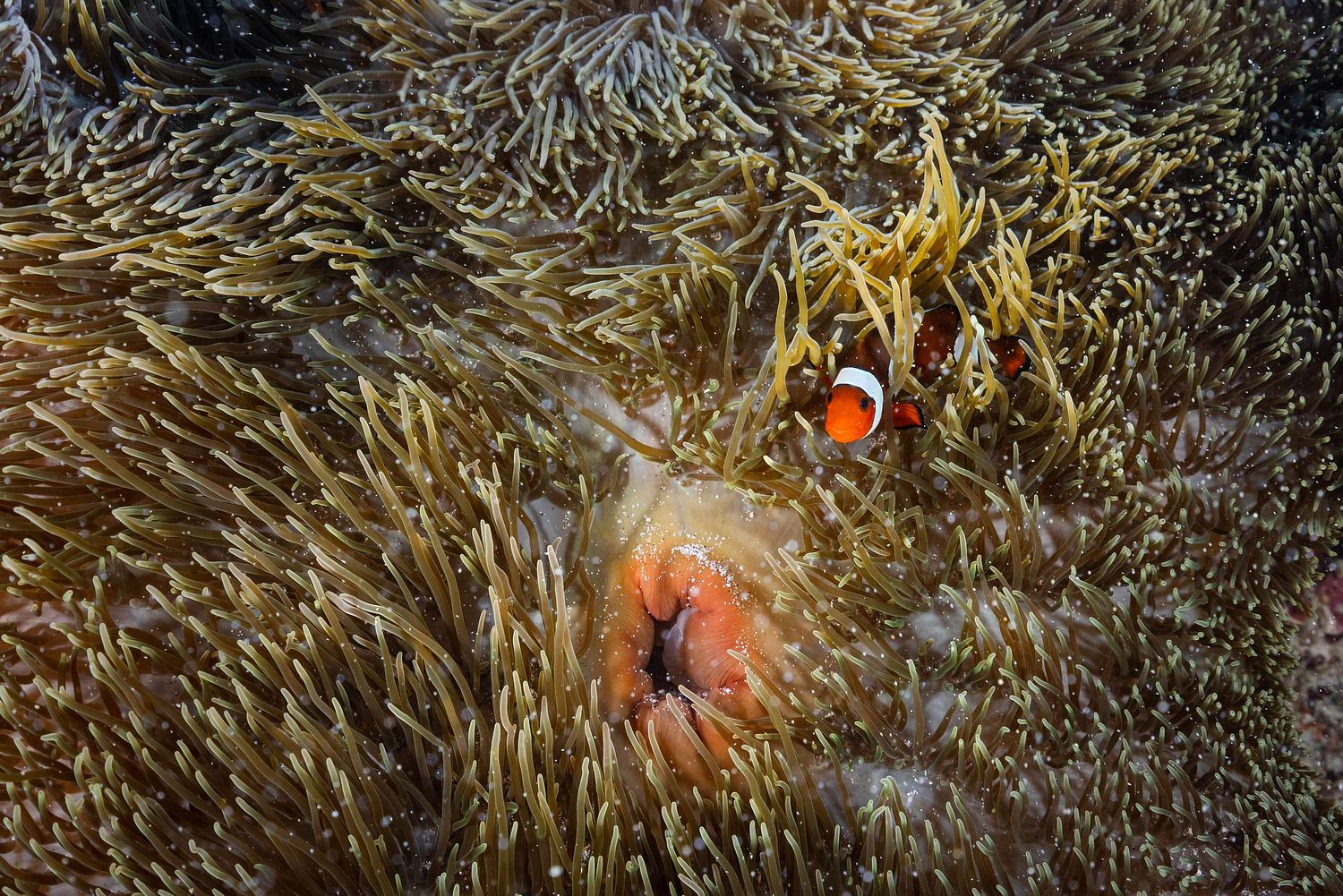 Clownfisch und seine Anemone