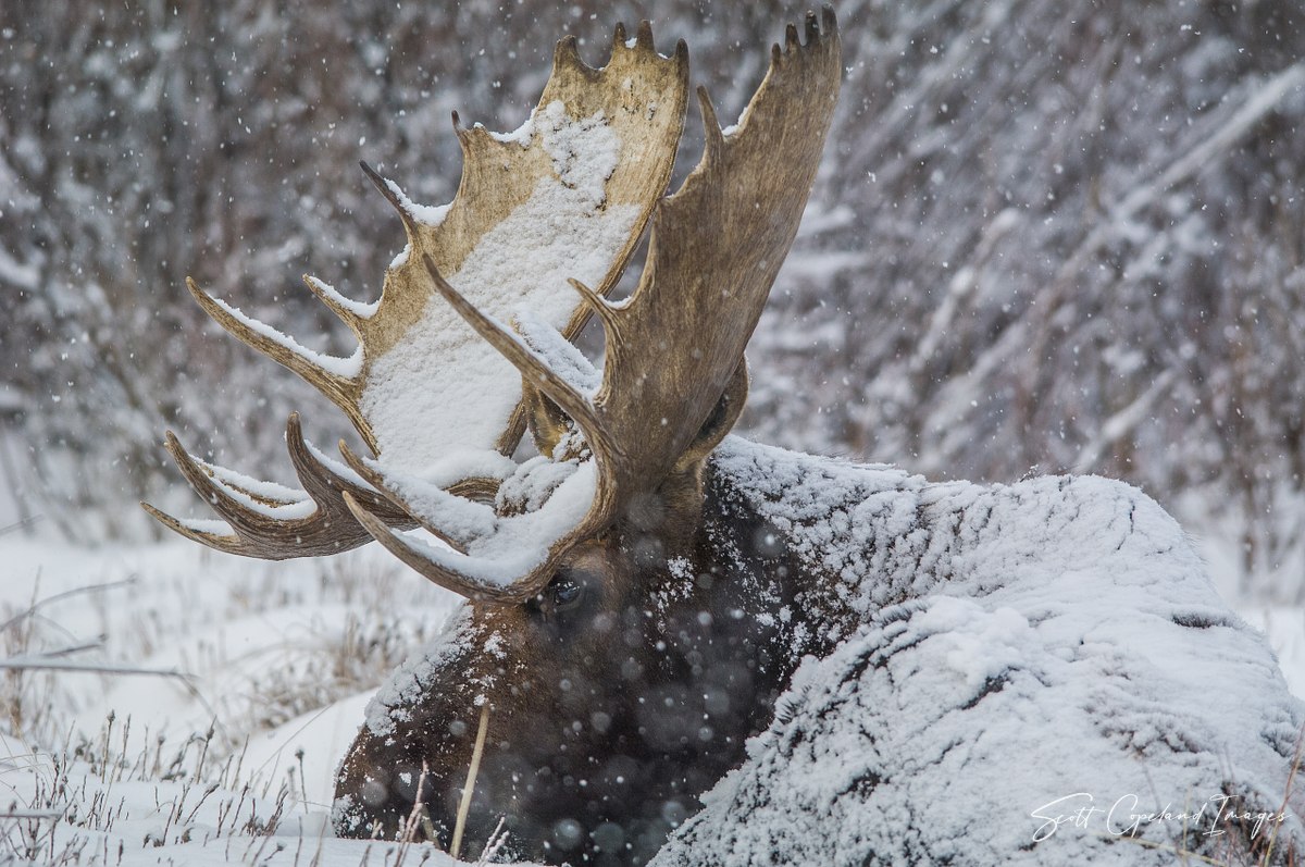 Snow Blanket