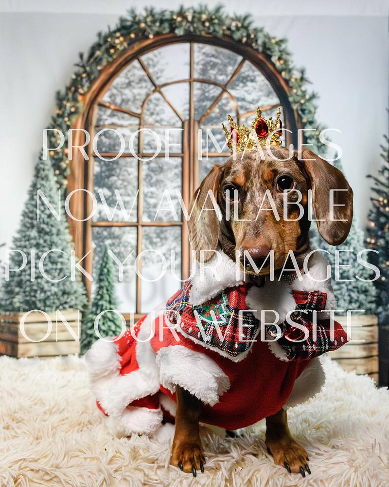 Ayrshire Dachshunds Christmas Party 2025